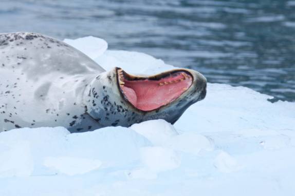 O enorme bocejo de uma foca leopardo em Elephant Island, na Antártida (foto de J P Salakari)